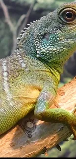 Vibrant green lizard perched on a branch in a natural setting.