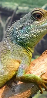 Green lizard with intricate scales on a branch.