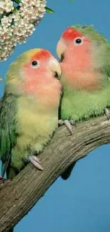 Vibrant lovebirds sitting on a branch with a blue sky background.