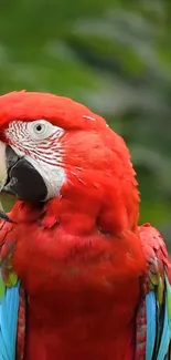 Bright red macaw parrot with vivid feathers on a green background.