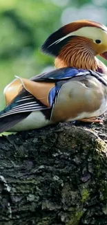 Colorful mandarin duck on a tree branch wallpaper.