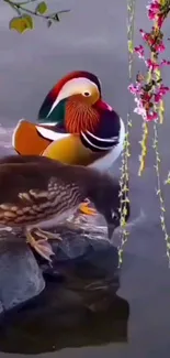 Beautiful Mandarin ducks by a tranquil lake.