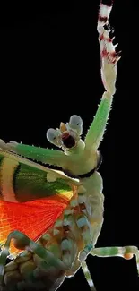 Colorful mantis shrimp displayed on a black background with vibrant details.