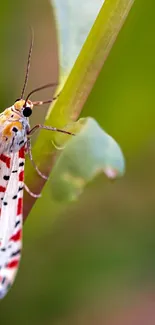 Close-up of a vibrant moth resting on a green leaf.