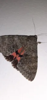 Wallpaper of a moth with brown and pink wings on a white wall.