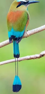 Motmot bird with colorful feathers on a branch against a green background.