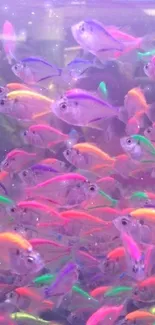 Vibrant aquarium with neon fish swimming underwater.