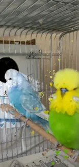 Colorful parakeets perched in a cage with a vibrant green and blue display.