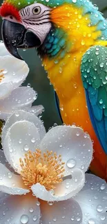 Colorful parrot with dewy white flowers mobile wallpaper.