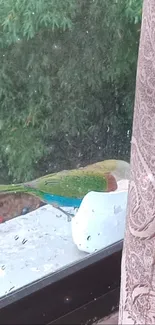 Parrot perched on a windowsill with greenery in the background.