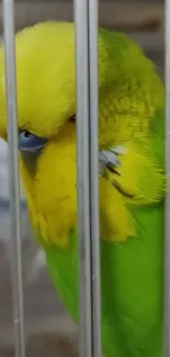 Colorful yellow-green parrot in cage wallpaper.