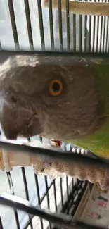 Vibrant parrot in a cage with sunlight.