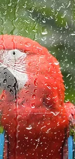 Vibrant parrot behind rain-streaked glass wallpaper.