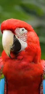 Vibrantly colored red parrot in natural setting.