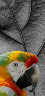 Colorful parrot on grayscale leaf background, vibrant and artistic.