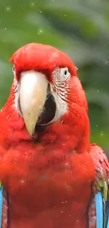 Vibrant red parrot with colorful feathers.