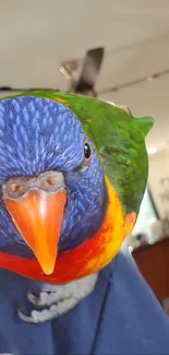 Colorful parrot close-up with vibrant feathers.