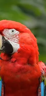 Close-up of a colorful parrot with bright red plumage.