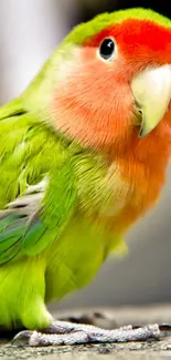 Vibrant green and orange parrot mobile wallpaper.