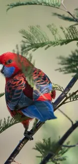 Colorful parrot perched on a green branch in nature.