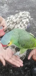 Vibrant parrot perched on hand with colorful feathers.