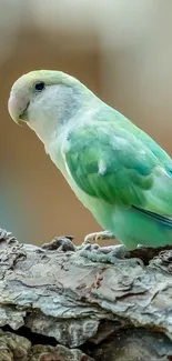 A vibrant parrot perched on a branch, showcasing colorful feathers.