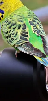 Colorful green and yellow parrot resting on a camera lens.