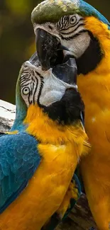 Pair of colorful parrots with blue and yellow feathers on a branch.