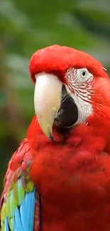 Vibrant red parrot with colorful feathers on a green background.