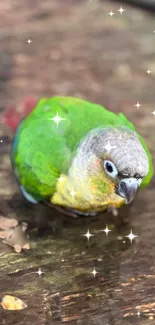 Green parrot with sparkles on wooden surface wallpaper.