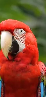 Colorful red parrot with vibrant feathers on a natural background.