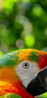 Colorful parrot with green background.