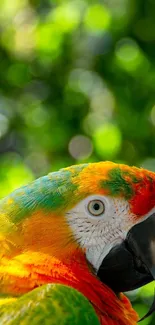 Close-up of a parrot with vibrant feathers set against a blurred green background.