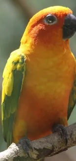 Bright orange parrot with green wings perched on a branch.