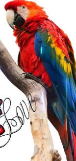 Colorful parrot with love-themed art on a branch, perfect for wallpapers.