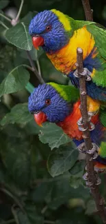 Colorful parrots perched in lush green foliage background.