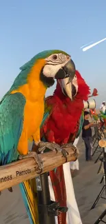 Vibrant parrots perched on a branch in a scenic natural setting.