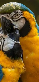 Colorful yellow and blue parrots in a lush nature setting.