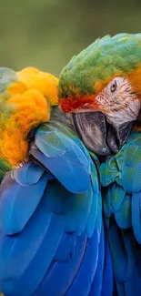 Two colorful parrots with vibrant feathers in a natural setting.