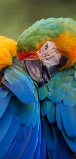 Two colorful parrots resting closely on a rod, showcasing blue and green plumage.