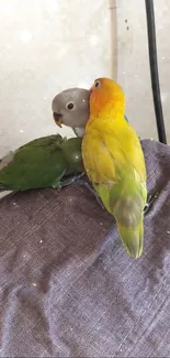 Two vibrant parrots perched playfully, showcasing stunning feathers.