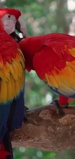 Two vibrant parrots perched on a branch in a lush green forest.