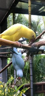 Two colorful parrots perched in a lush, tropical setting.