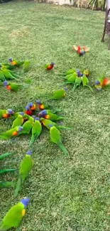 Colorful parrots scattered on green grass.