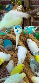 Colorful parrot flock clustered on a branch.