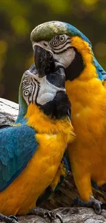 Two colorful parrots with vibrant plumage perched closely together.