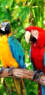 Two colorful parrots on a branch with lush green background.