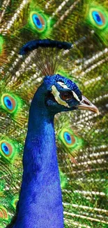 Vibrant peacock with colorful feathers displayed elegantly on a green backdrop.