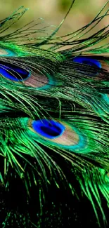 Close-up of elegant peacock feathers with vibrant green and blue hues.