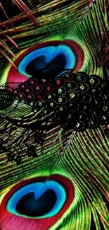 Colorful peacock feather wallpaper with vibrant patterns.